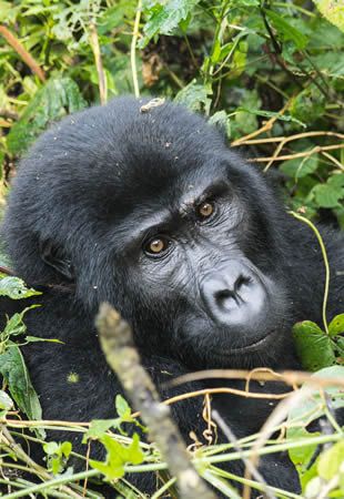 Uganda - The Pearl of Africa