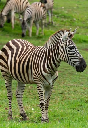 Tanzania - The Heart of East African Adventure