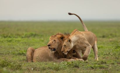 7 Days Serengeti Safari Nairobi - Arusha - Tarangire - Ngorongoro - Serengeti - Nairobi