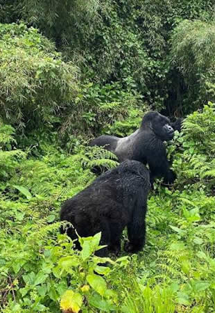adventures of Rwanda