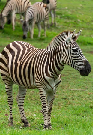 adventures of tanzania safaris