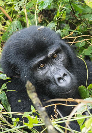 uganda safaris and tours