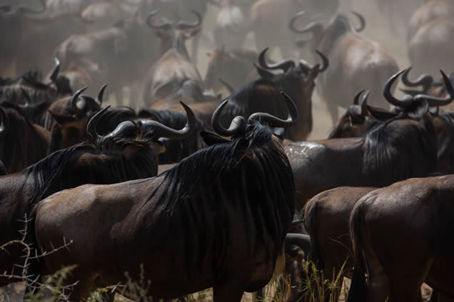 4 days masai mara