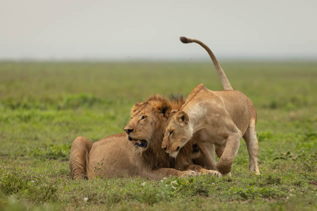 7 days serengeti safaris