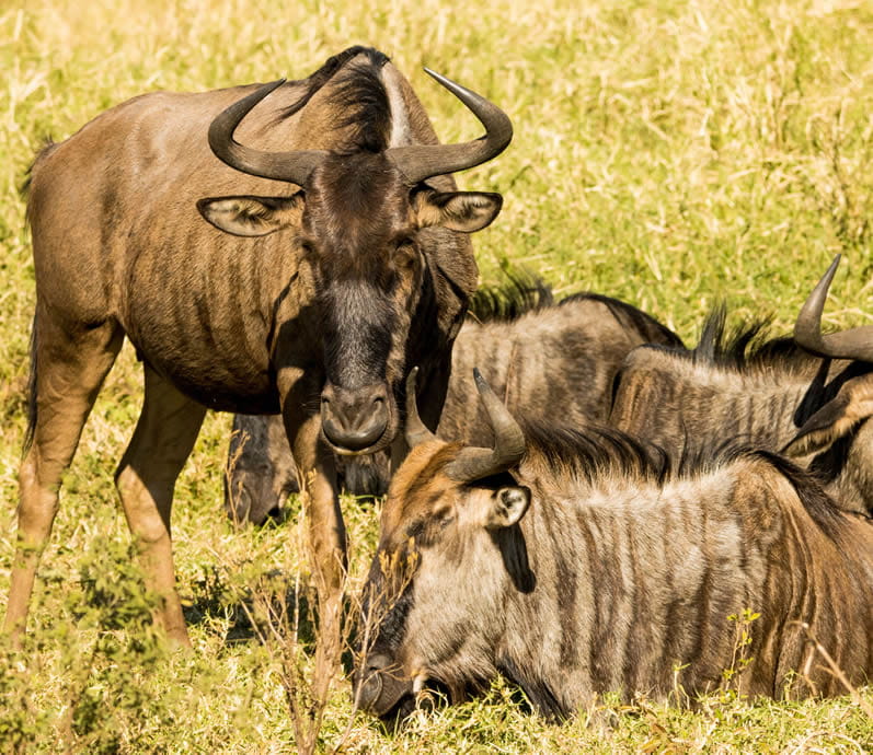 African Safari