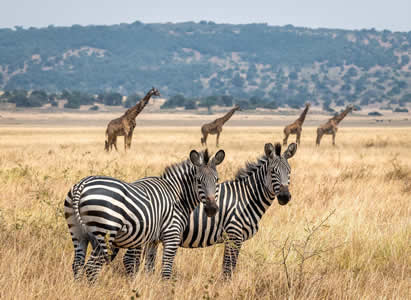 Wildlife